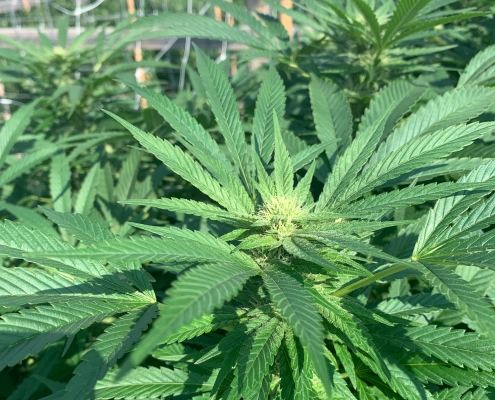 Sun Grown Michigan Grown Cannabis