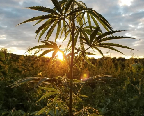 Whistlestop Farms Sun Grown Marijuana