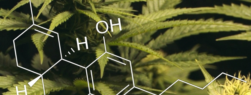 Medical Marijuana Research - Cannabis Molecule