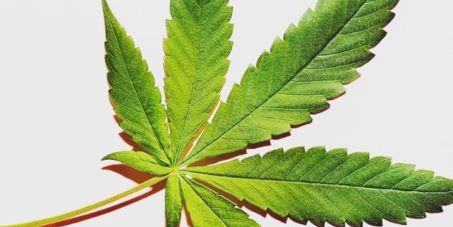 Cannabis Leaf Square