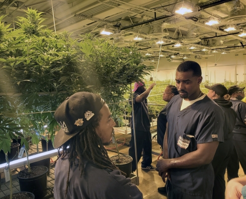 Higher Learning Institutions Cannabis Education Program