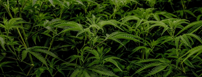 Cannabis Grow by Ryan Lange