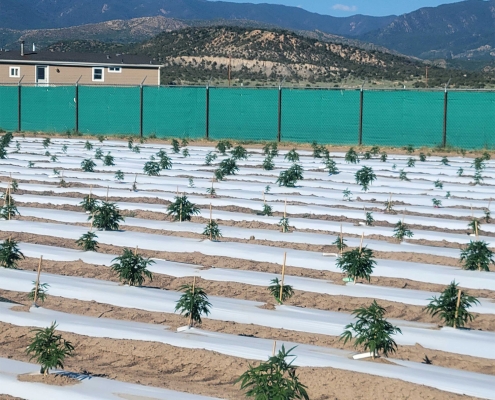 Grasshopper Farms Colorado Sun Grown Cannabis field