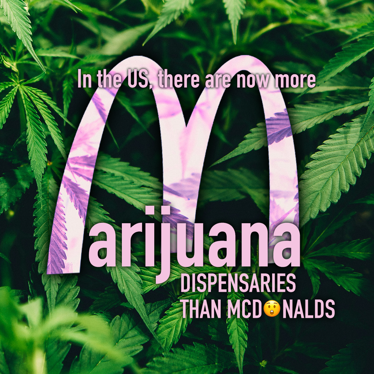 In the US there are now more cannabis dispensaries than McDonalds